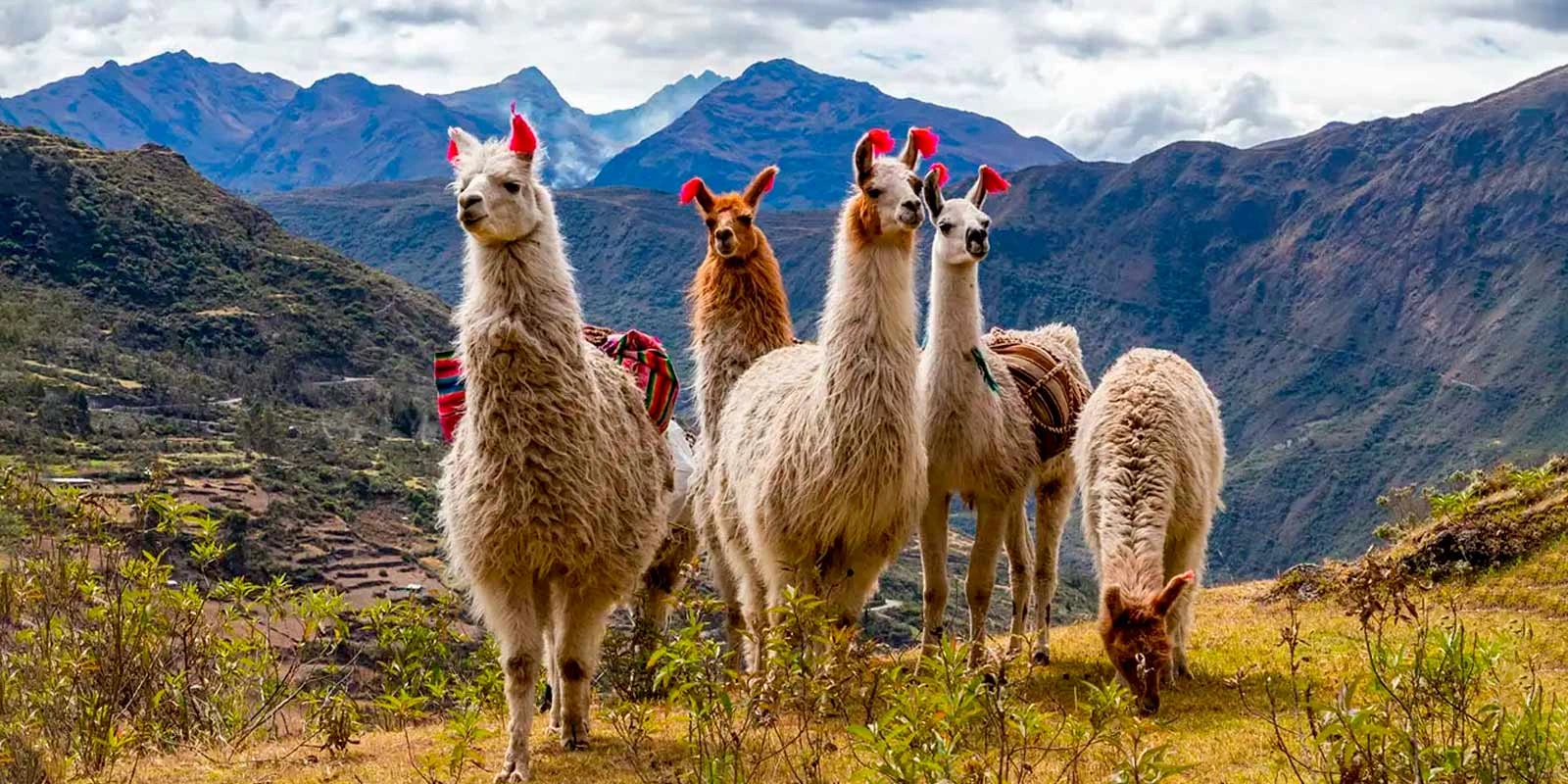 Llamas frente al Cañón del Colca, Arequipa