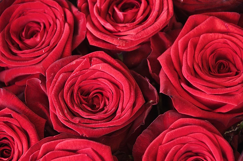 Suite Romántica — HC Hotel Adriamo